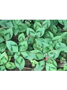 POLYGONUM virginianum