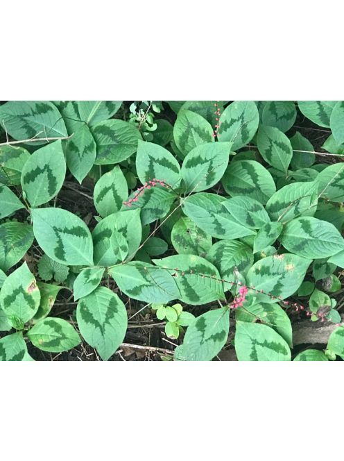 POLYGONUM virginianum