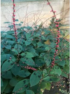 POLYGONUM virginianum