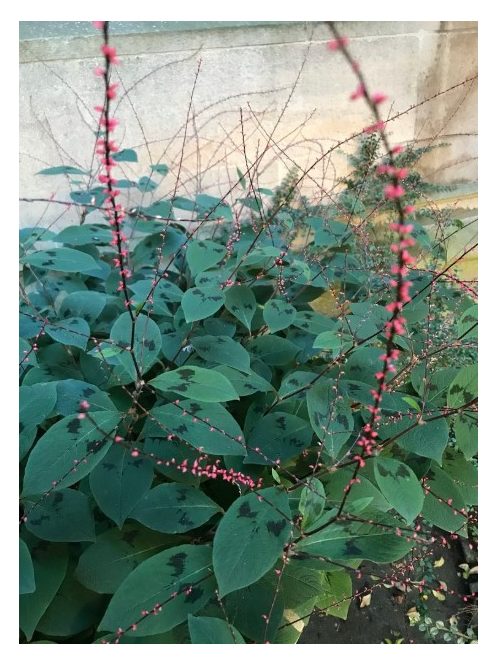 POLYGONUM virginianum