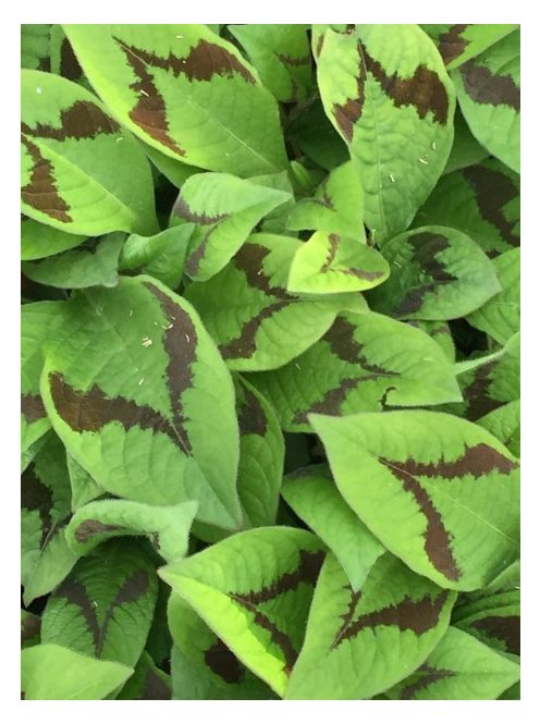 POLYGONUM virginianum