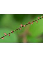 POLYGONUM virginianum