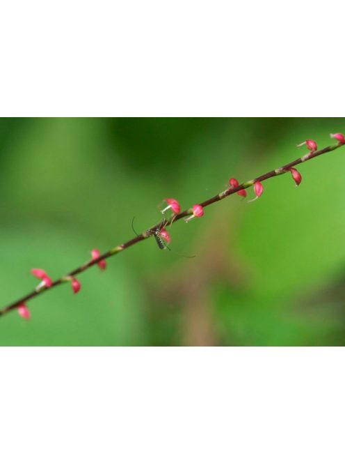 POLYGONUM virginianum