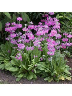 Kandeláber kankalin / PRIMULA beesiana
