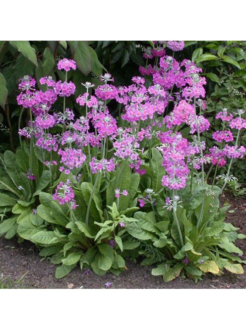 Kandeláber kankalin / PRIMULA beesiana