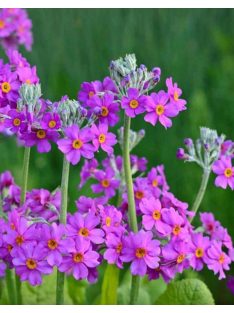 Kandeláber kankalin / PRIMULA beesiana