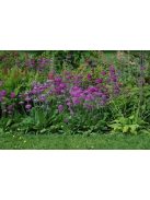 Kandeláber kankalin / PRIMULA beesiana