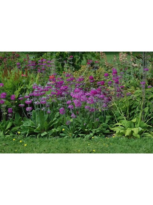 Kandeláber kankalin / PRIMULA beesiana