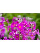 Kandeláber kankalin / PRIMULA beesiana