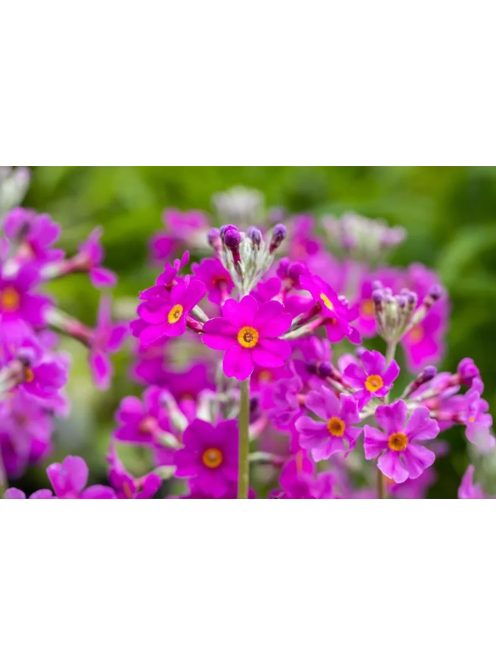 Kandeláber kankalin / PRIMULA beesiana