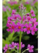 Kandeláber kankalin / PRIMULA beesiana