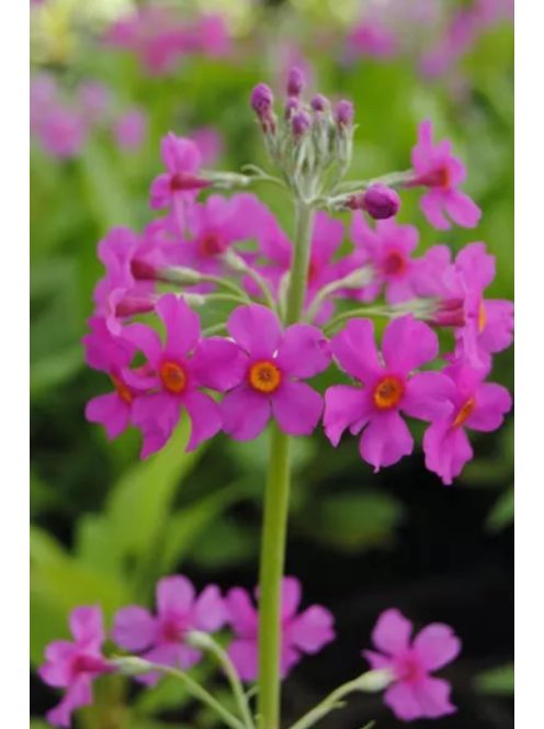 Kandeláber kankalin / PRIMULA beesiana