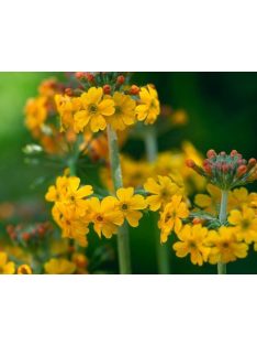 Téglavörös kankalin / PRIMULA bulleyana
