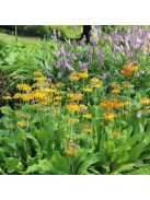 Téglavörös kankalin / PRIMULA bulleyana