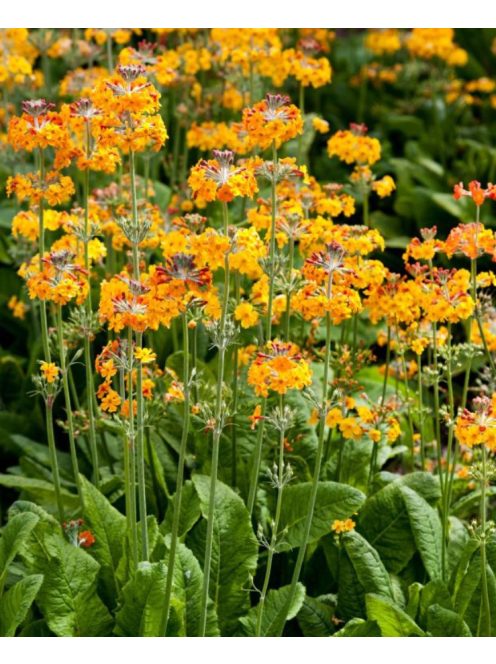 Téglavörös kankalin / PRIMULA bulleyana