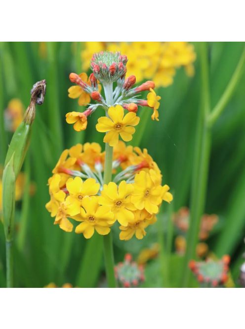 Téglavörös kankalin / PRIMULA bulleyana
