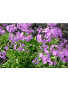 Kankalin / PRIMULA cortusoides hort.