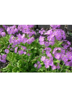 Kankalin / PRIMULA cortusoides hort.