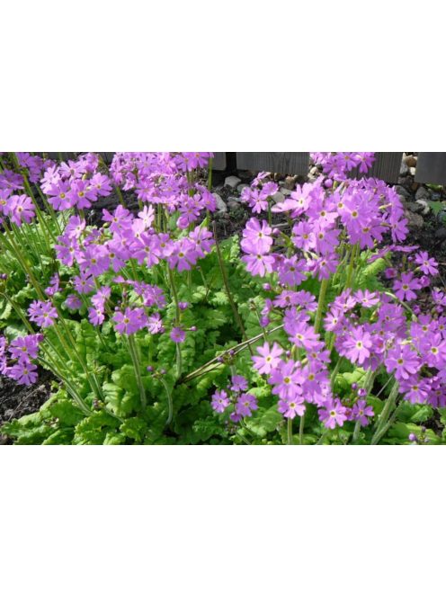 Kankalin / PRIMULA cortusoides hort.