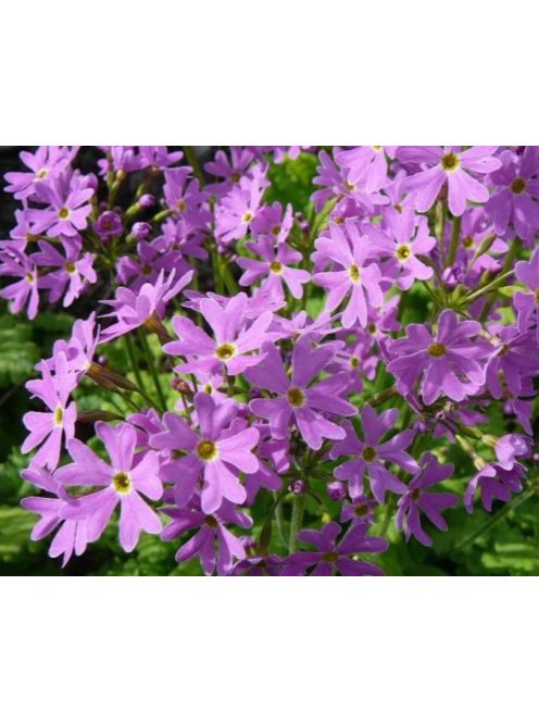 Kankalin / PRIMULA cortusoides hort.