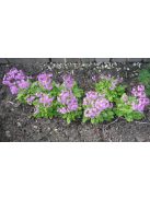 Kankalin / PRIMULA cortusoides hort.