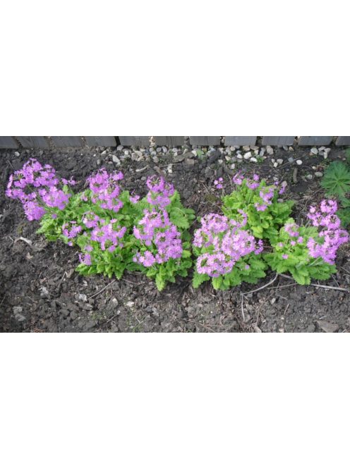 Kankalin / PRIMULA cortusoides hort.