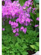 Kankalin / PRIMULA cortusoides hort.
