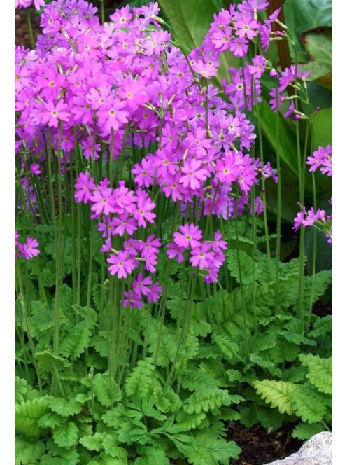 Kankalin / PRIMULA cortusoides hort.