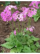 Kankalin / PRIMULA cortusoides hort.