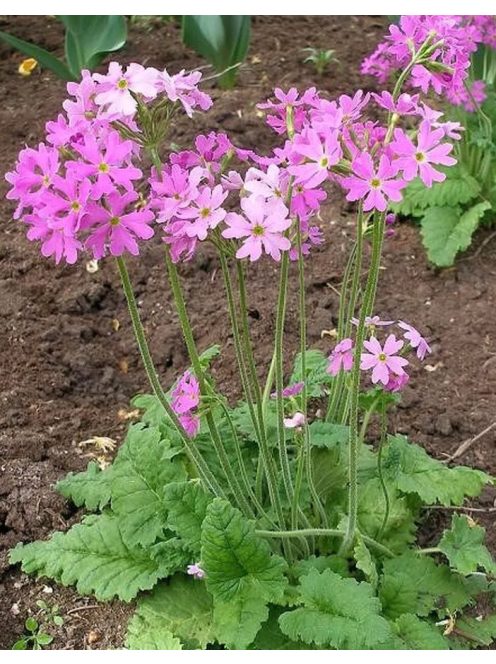 Kankalin / PRIMULA cortusoides hort.