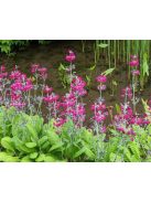Kandeláber kankalin / PRIMULA pulverulenta