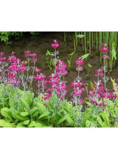 Kandeláber kankalin / PRIMULA pulverulenta