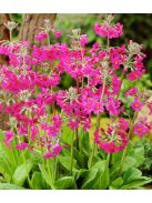 Kandeláber kankalin / PRIMULA pulverulenta