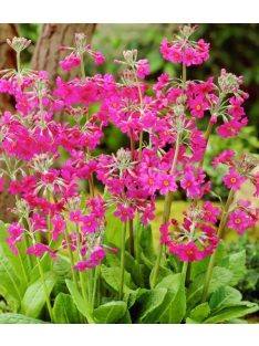 Kandeláber kankalin / PRIMULA pulverulenta