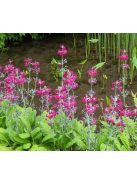 Kandeláber kankalin / PRIMULA pulverulenta