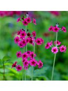 Kandeláber kankalin / PRIMULA pulverulenta