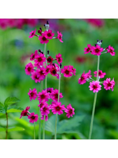 Kandeláber kankalin / PRIMULA pulverulenta