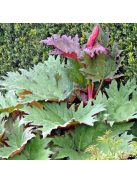 Török díszrebarbara / RHEUM palmatum var. tanguticum