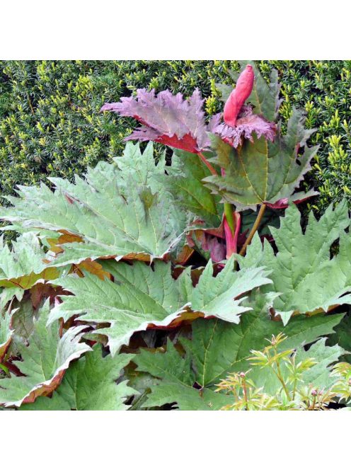 Török díszrebarbara / RHEUM palmatum var. tanguticum