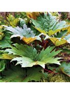 Török díszrebarbara / RHEUM palmatum var. tanguticum