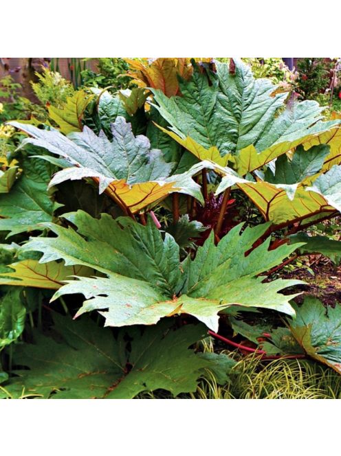 Török díszrebarbara / RHEUM palmatum var. tanguticum