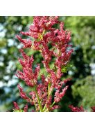 Török díszrebarbara / RHEUM palmatum var. tanguticum