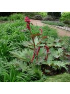 Török díszrebarbara / RHEUM palmatum var. tanguticum