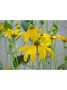 Magas kúpvirág / RUDBECKIA laciniata