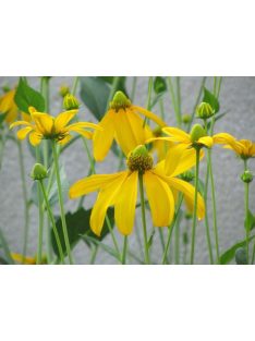 Magas kúpvirág / RUDBECKIA laciniata