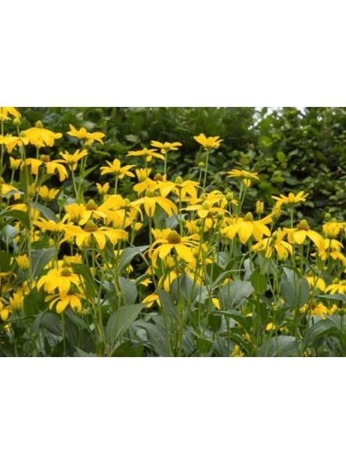 Magas kúpvirág / RUDBECKIA laciniata
