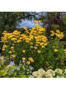 Magas kúpvirág / RUDBECKIA laciniata