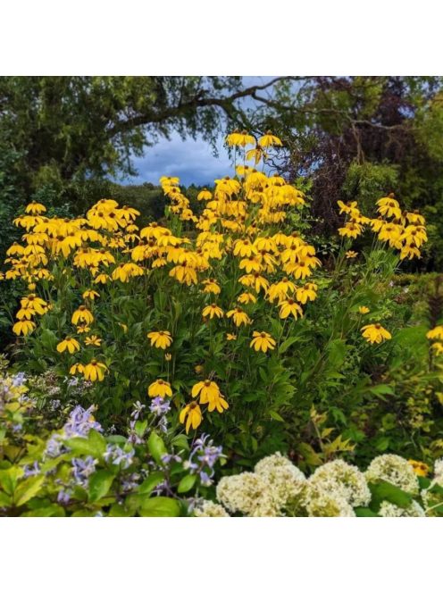 Magas kúpvirág / RUDBECKIA laciniata