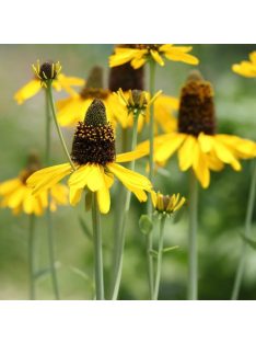 Óriás kúpvirág / RUDBECKIA maxima