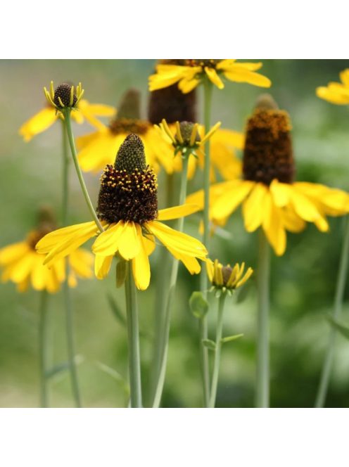 Óriás kúpvirág / RUDBECKIA maxima